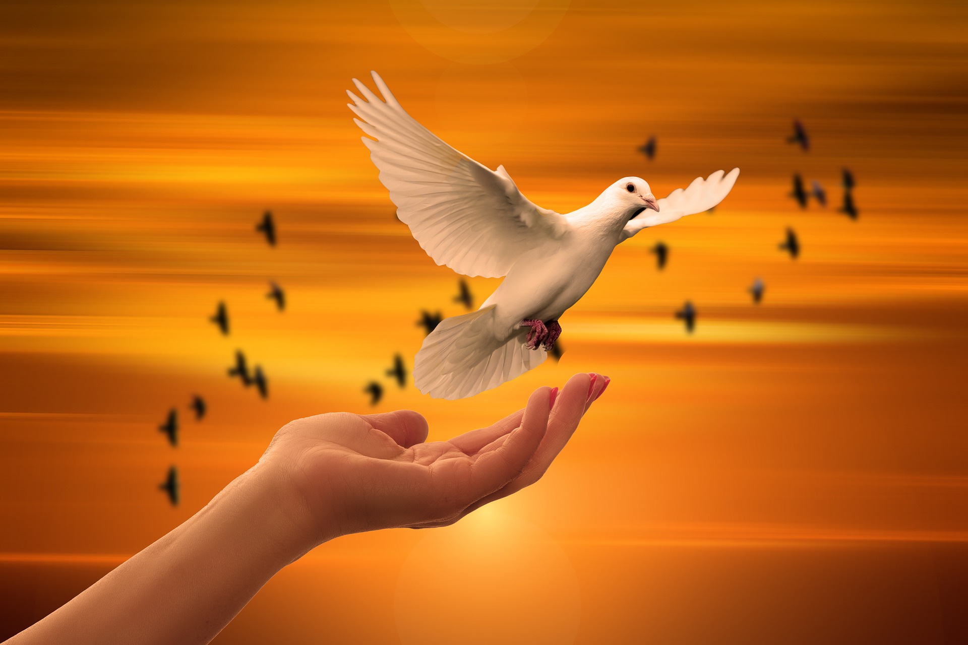 pigeon
